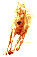 Beego @ Razzi Rahman.com